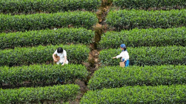 英国肯特郡爆发侵袭性脑膜炎球菌病,造成 2 人死亡